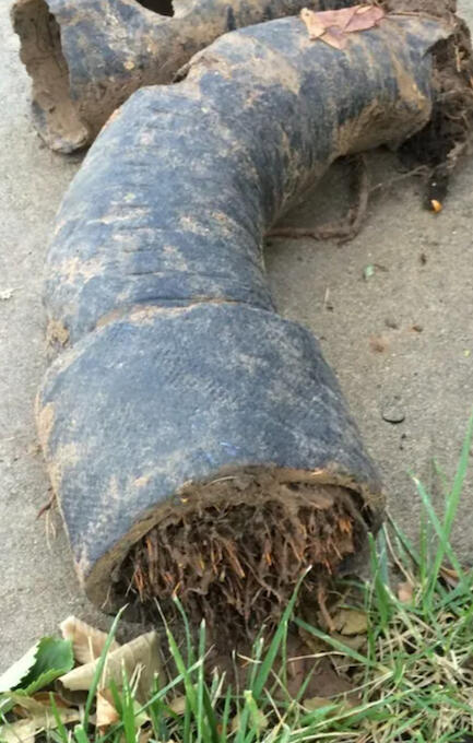 A broken black pipe with tree roots growing through its interior lies on grass and concrete.